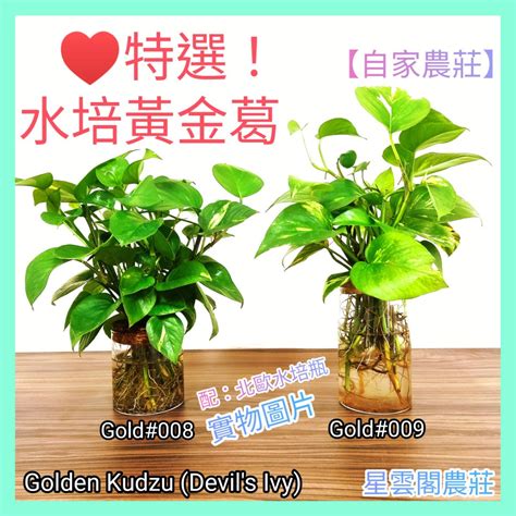 泥種植物|泥種植物：招財進寶秘訣